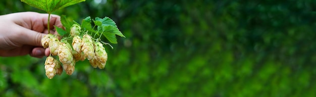 Houblon frais vert pour la bière Les mains des hommes tiennent des cônes de houblon verts