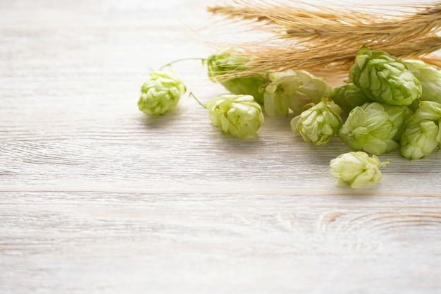 Houblon frais