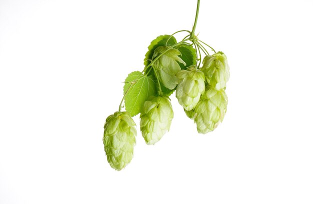 Houblon isolé sur mur blanc