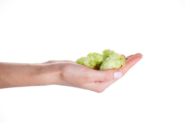 Houblon en mains féminines isolé sur mur blanc