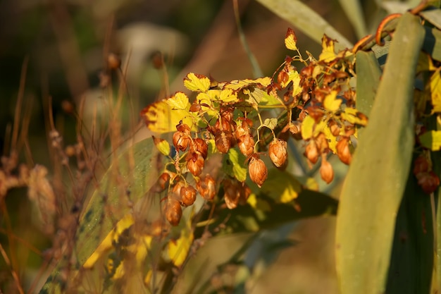 Le houblon sauvage mûr brille dans la douce lumière du matin. Belle photo en gros plan