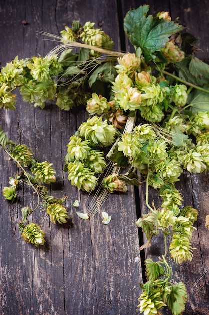 Houblon vert et épis d&#39;orge