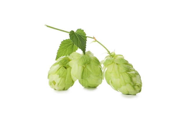 Houblon vert frais isolé sur blanc