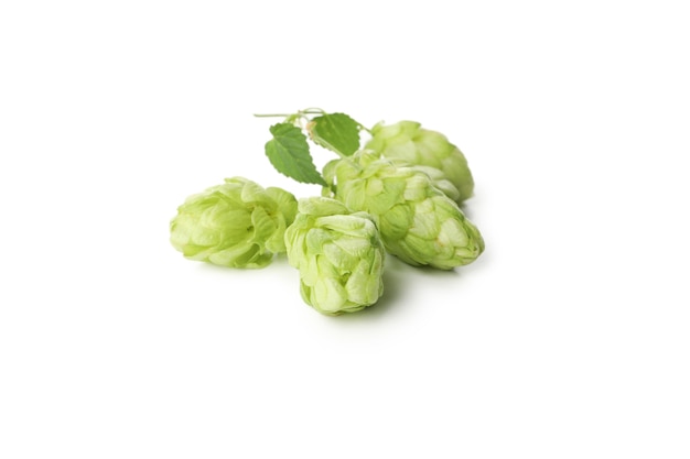 Houblon vert frais isolé sur blanc