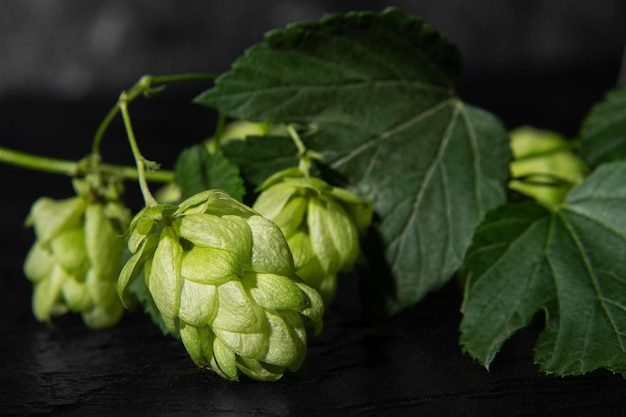 Houblon vert frais sur une table en bois foncé Production de bière