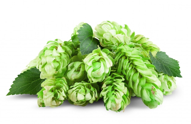 Houblon vert isolé sur blanc