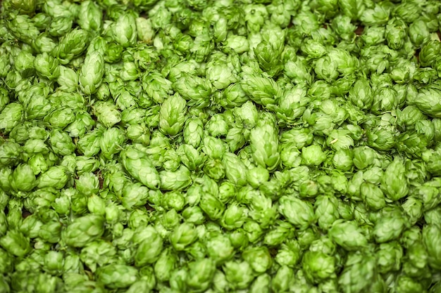 Houblon vert utile pour le fond