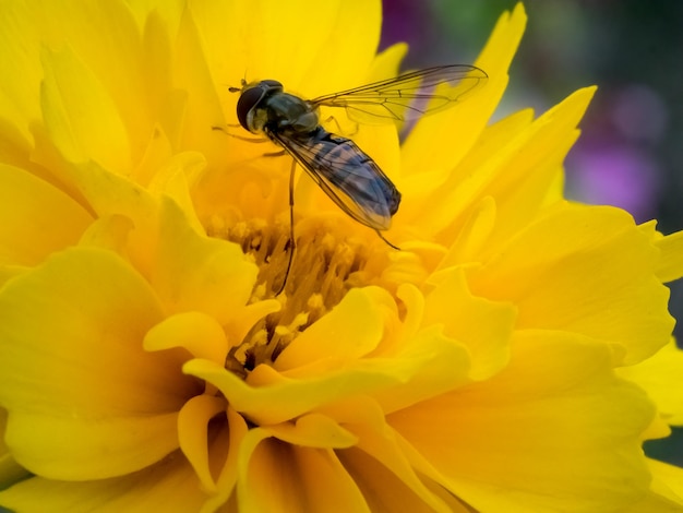 Hover Fly sur une fleur jaune