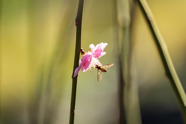 Photo hoverfly sur une fleur de prune rose avec un fond flou profondeur de champ peu profonde