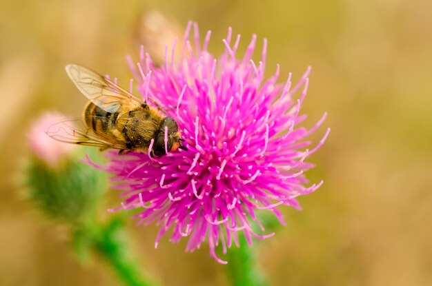 Hoverfly sur une fleur