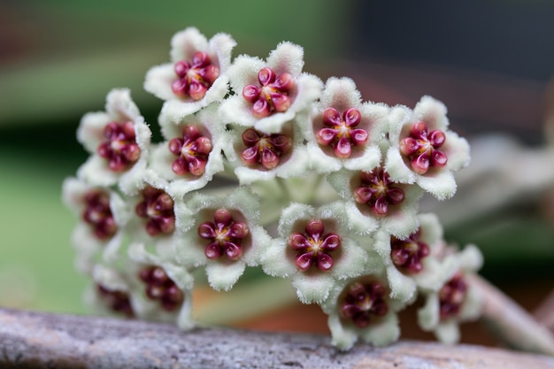 Hoya parasitica Bloom sur l&#39;arbre