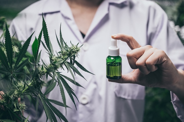 Huile de chanvre CBD, main tenant une bouteille d'huile de cannabis contre la plante de marijuana. Traitement à base de plantes, médecine alternative