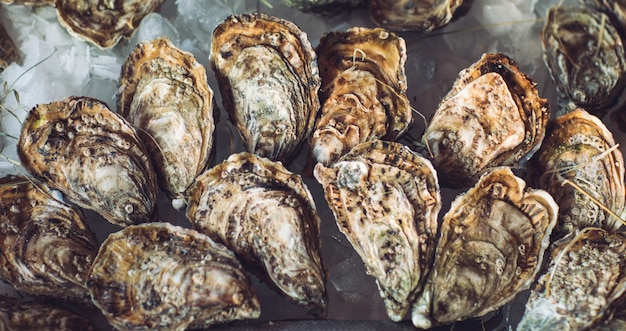 Huîtres et autres fruits de mer sur glace.