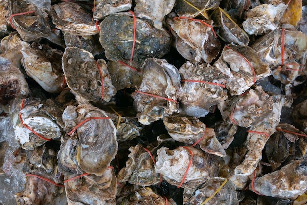 Huîtres fraîches fermées sur glace. Fruit de mer