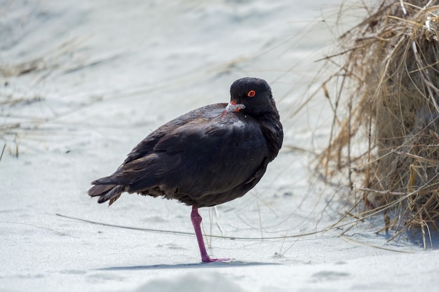 Huîtrier variable (Haematopus unicolor)