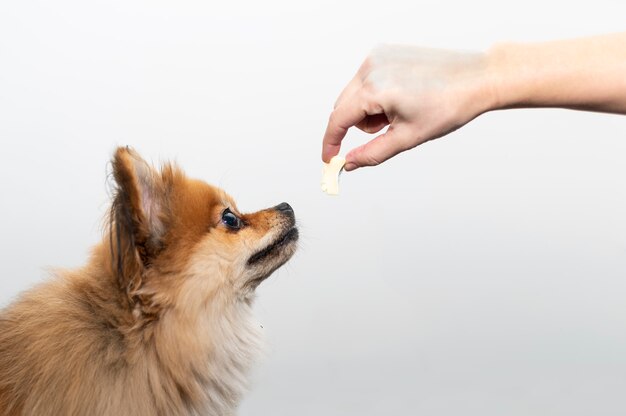 Un humain nourrit un chien de Poméranie en utilisant sa main.