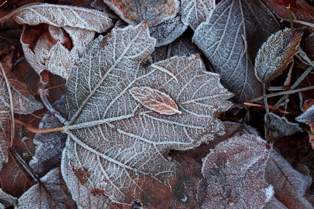 Humeur d'automne Fond d'automne Feuilles tombées couvertes de givre La texture des feuilles Beauté de la nature