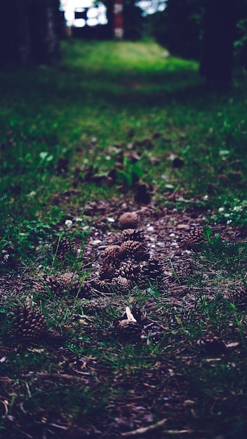 Humeur foto d'un petit trottoir avec des pommes de pin sur le terrain