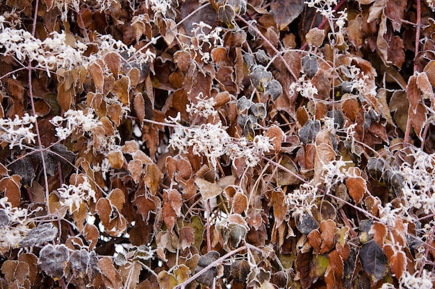 L'humeur de l'hiver