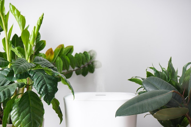 Humidificateur moderne et plante d'intérieur sur fond de couleur. Place pour le texte.