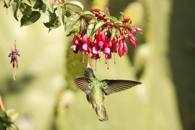 Photo hummingbird