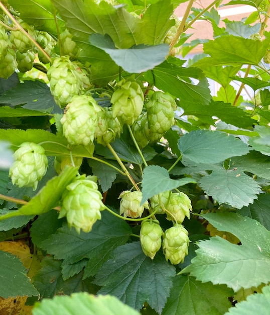 Humulus lupulus le houblon commun ou le houblon gros plan