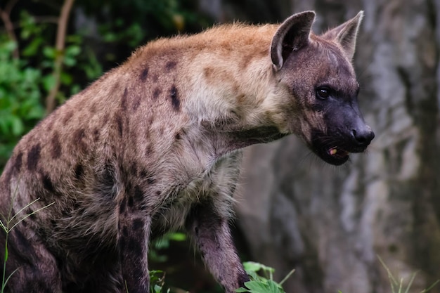 Hunter Hyena Portrait de la faune sauvage vivent dans la savane Afrique grand animal dangereux Kruger