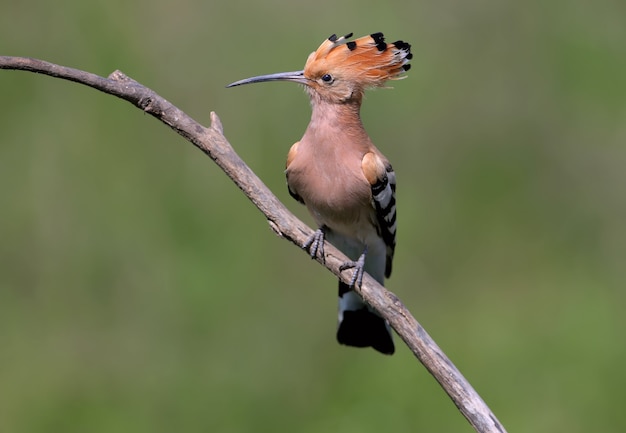 Huppe Fasciée Est Assise Sur Une Branche En Pente Avec Une Couronne Ouverte