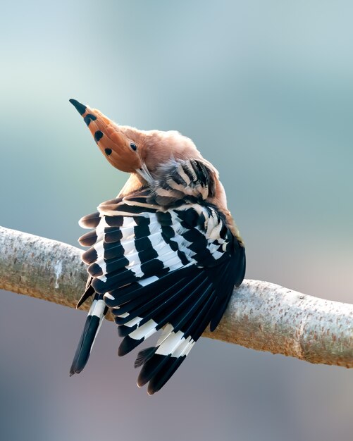 Huppe fasciée faisant preen sur un perchoir