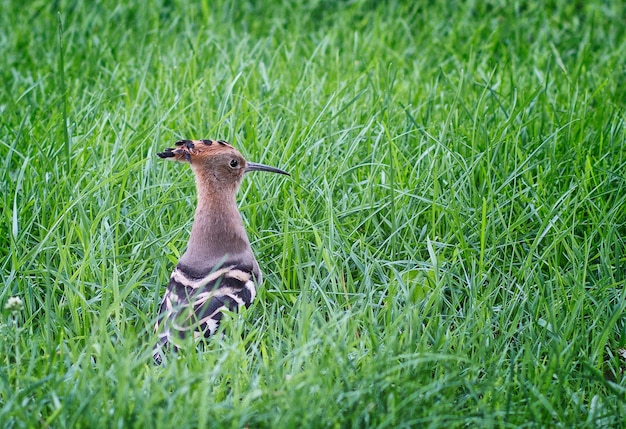 Huppe fasciée sur une herbe Bel oiseau forestier dans le parc