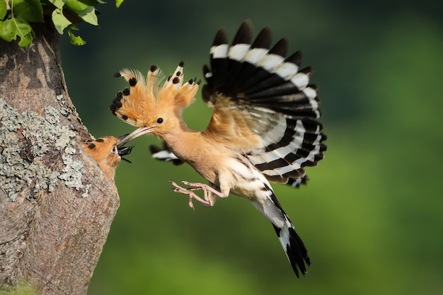 Huppe fasciée nourrir le poussin en vol dans la nature estivale.