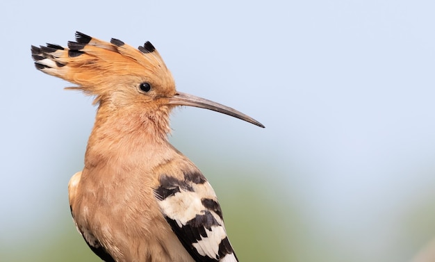 Huppe fasciée Upupa epops Libre d'un oiseau sur un beau fond