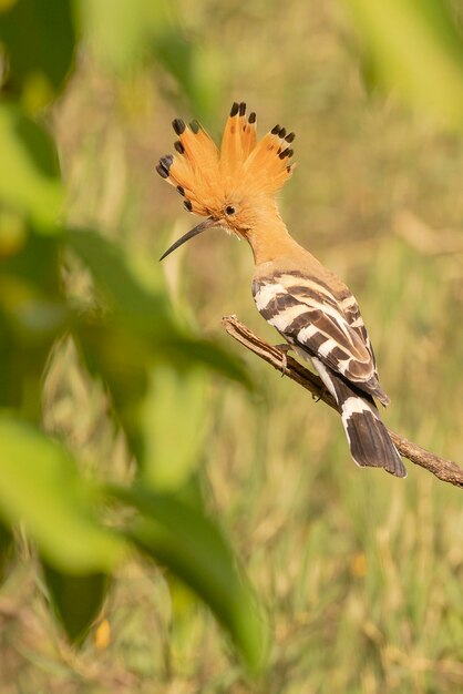 Huppe fasciée (Upupa epops) Malaga, Espagne