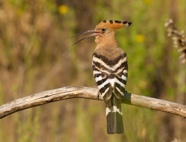 Huppe fasciée Upupa epops Un oiseau avec un bec ouvert est assis sur une branche