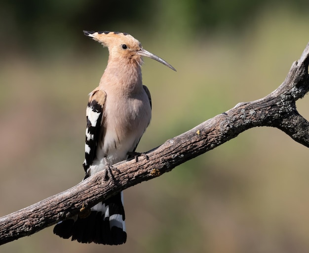 Huppe fasciée Upupa epops Un oiseau est assis sur une épaisse branche sèche