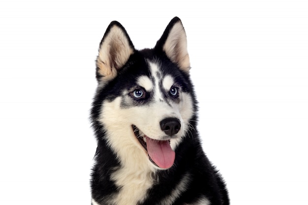 Huskie sibérien aux yeux bleus