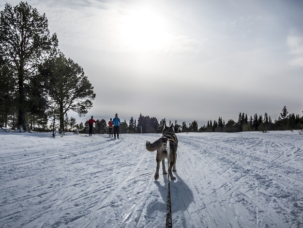 Huskies de Sibérie Chiens de Norvège