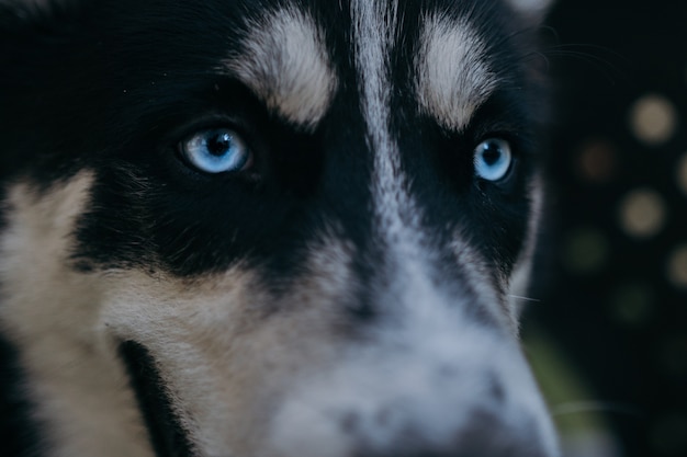 husky avec le ballon