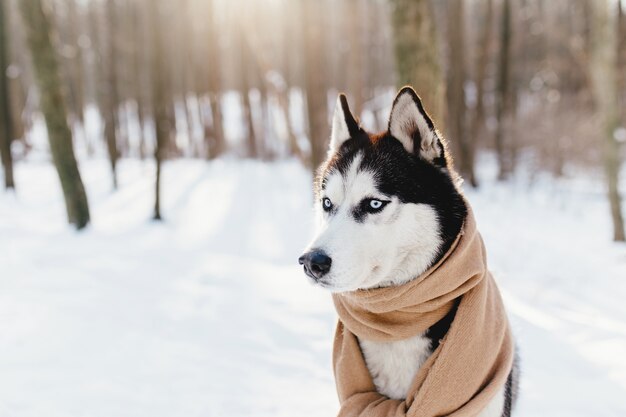 Husky enveloppé dans un foulard dans une forêt enneigée.