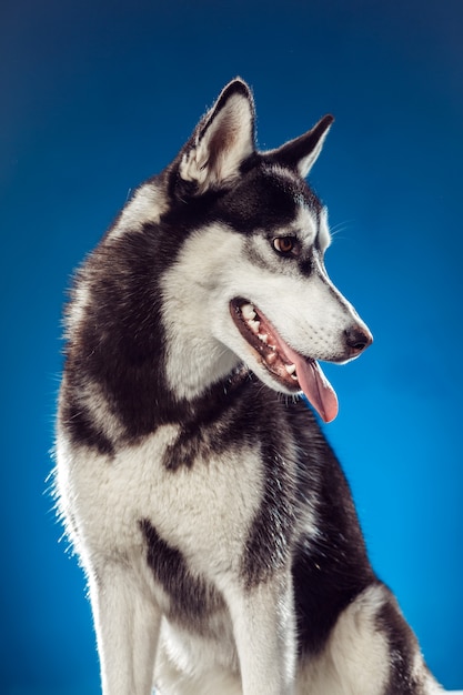 Husky femelle adulte