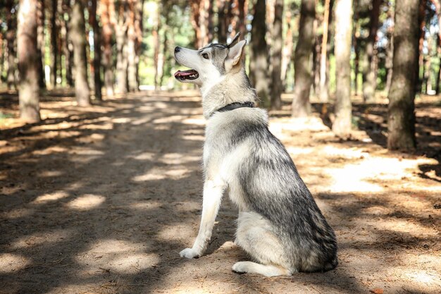 Husky mignon à pied en forêt