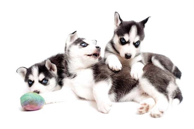 Husky oursons ou chiots husky sibériens jouant en studio isolé