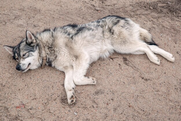 Husky reste sur la plage