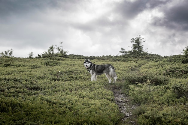 Le Husky de Sibérie est une race très intelligente, active, alerte et douce.