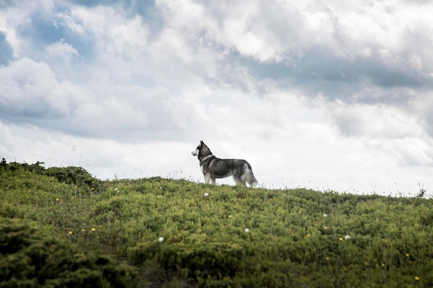 Le Husky de Sibérie est une race très intelligente, active, alerte et douce.