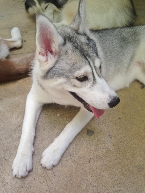 Husky de Sibérie gris blanc assis