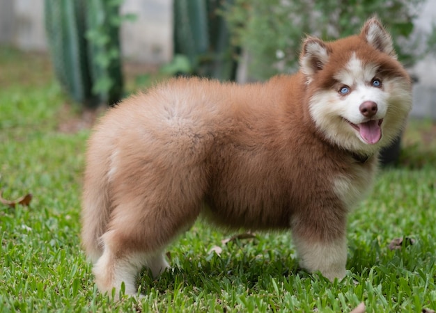 Husky de Sibérie sur le terrain chiotxA