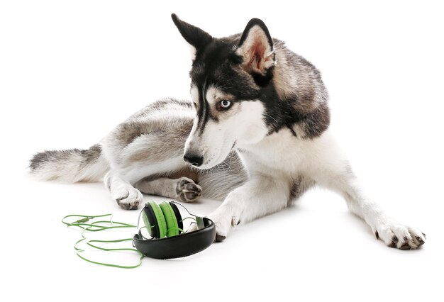 Photo husky sibérien allongé avec des écouteurs isolés sur blanc