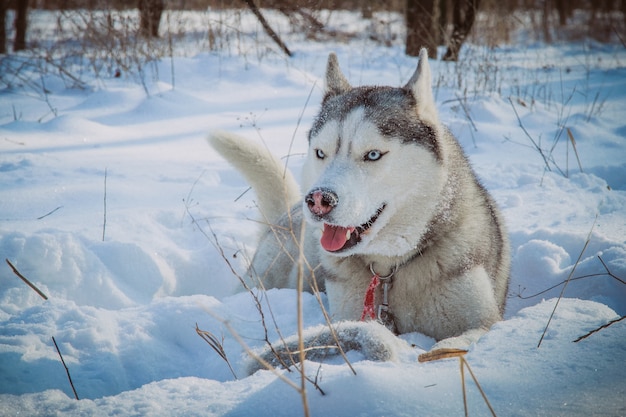 Husky sibérien assis dans la neige