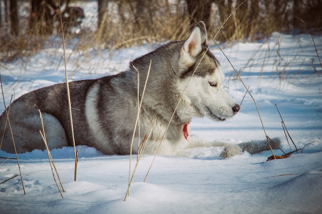 Husky sibérien assis dans la neige